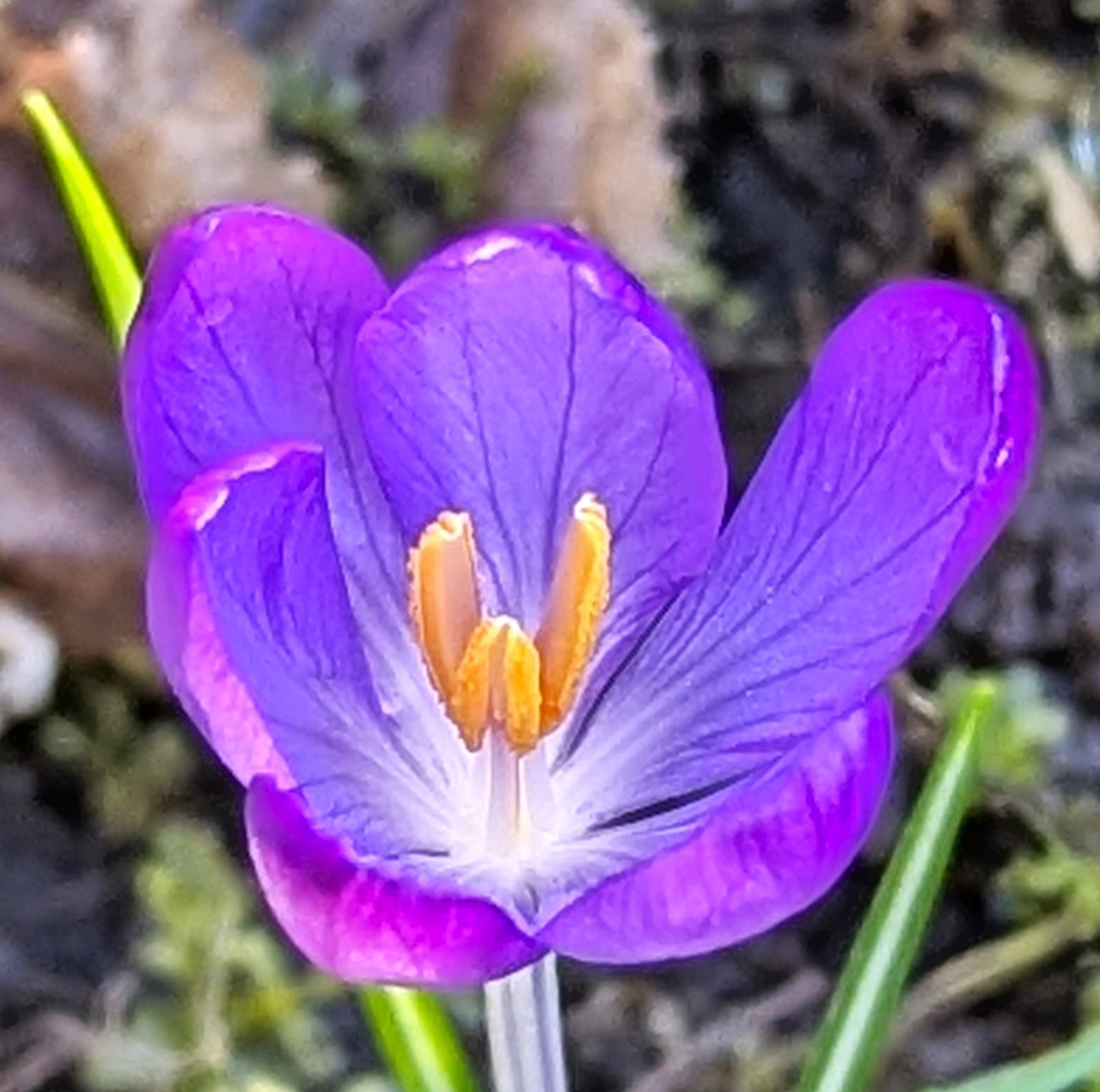 Close-up of a purple crocus flower with orange stamens outdoors