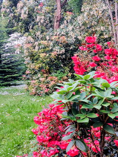 Bright pink rhododendron flowers in foreground of verdant garden with flowering trees and green lawn