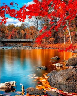 Red maple leaves over a calm lake with a wooden bridge and rocks in autumn