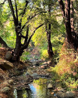 Kakopetria Forest Stream