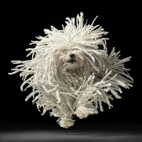 White Puli dog with corded dreadlock coat jumping against black background