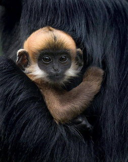 Baby Monkey Clinging to Mother