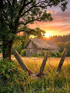 Weathered barn in field at sunset with wooden fence and trees