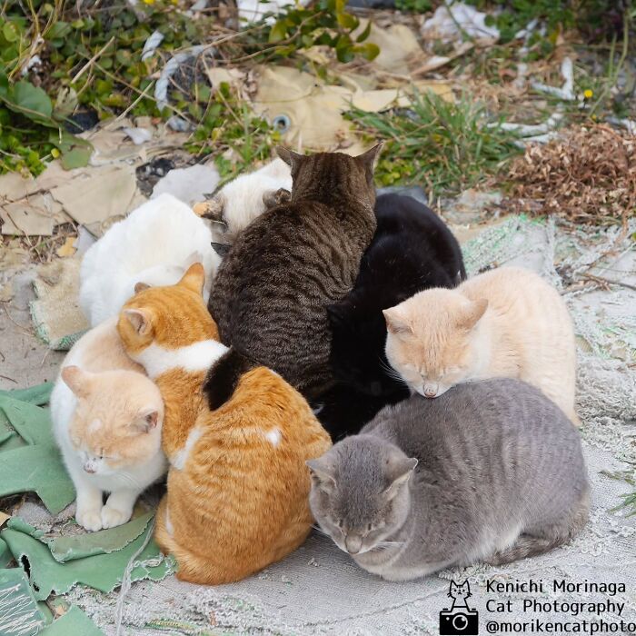 Cats Huddled Together