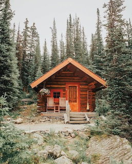 Small wooden cabin surrounded by pine trees in forest
