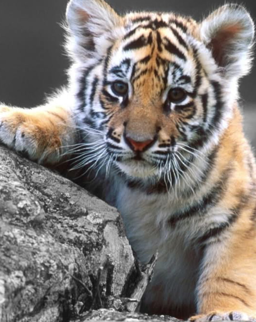 Tiger cub peeking over a gray rock in a close-up wildlife portrait