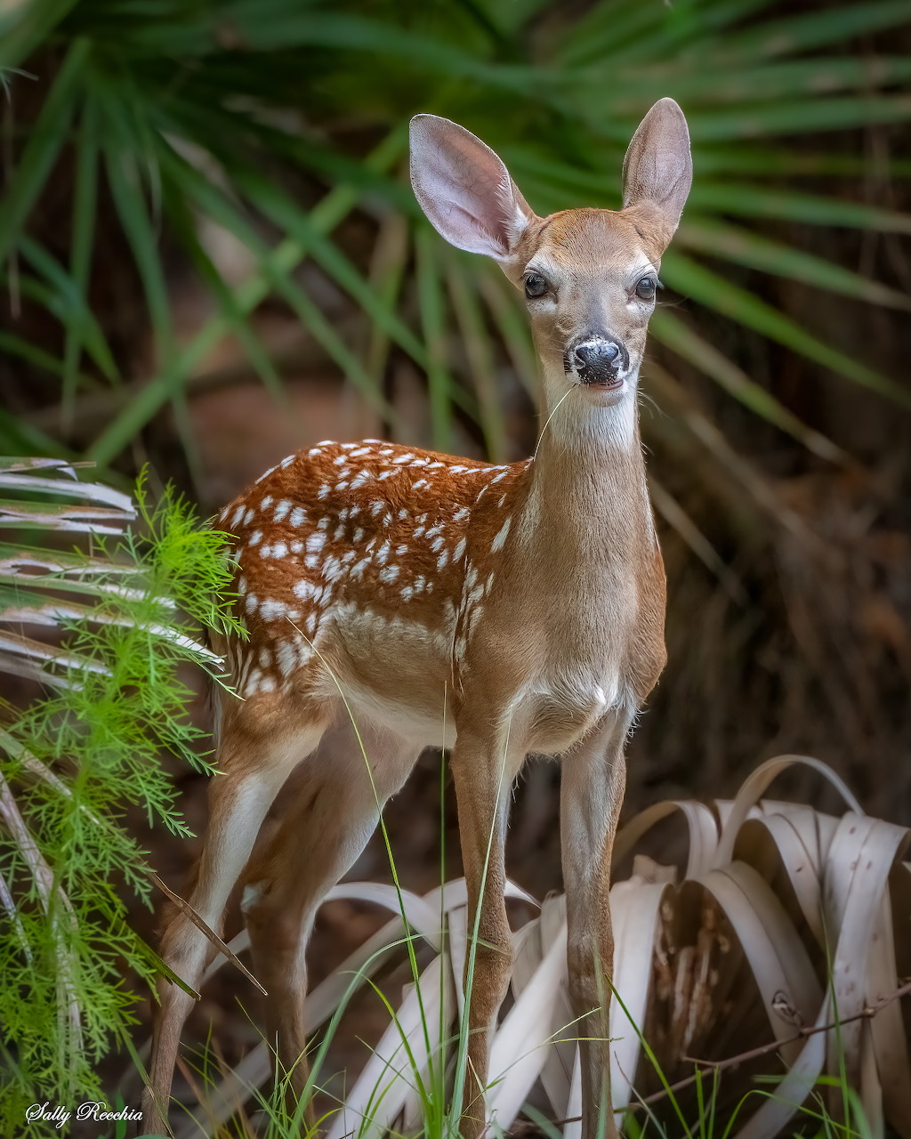 Young spotted fawn standing among green plants and dry leaves