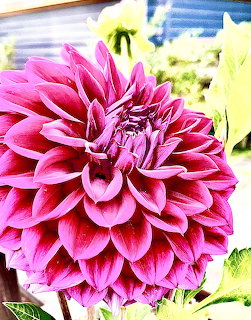 Close-up of a vibrant pink dahlia flower with multiple layered petals in a garden
