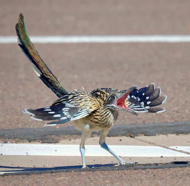 Young roadrunner bird with long tail and patterned feathers walking on pavement