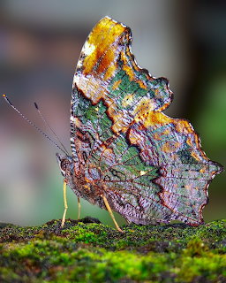 Side view of a colorful leafwing butterfly perched on moss with a blurred background.