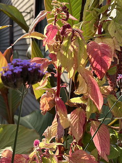 Colorful Garden Foliage