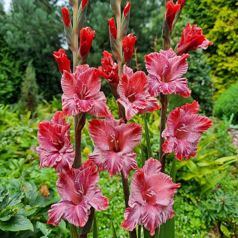 Pink gladiolus flowers with ruffled petals blooming on tall stems in a lush green garden