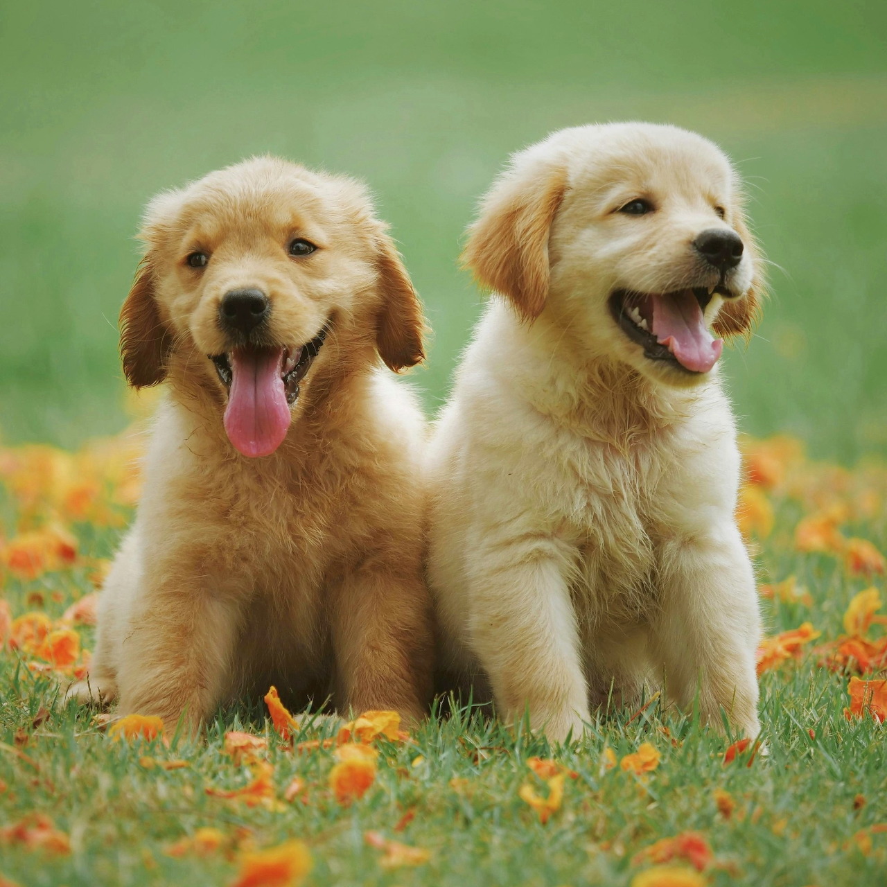 Golden Retriever Puppies