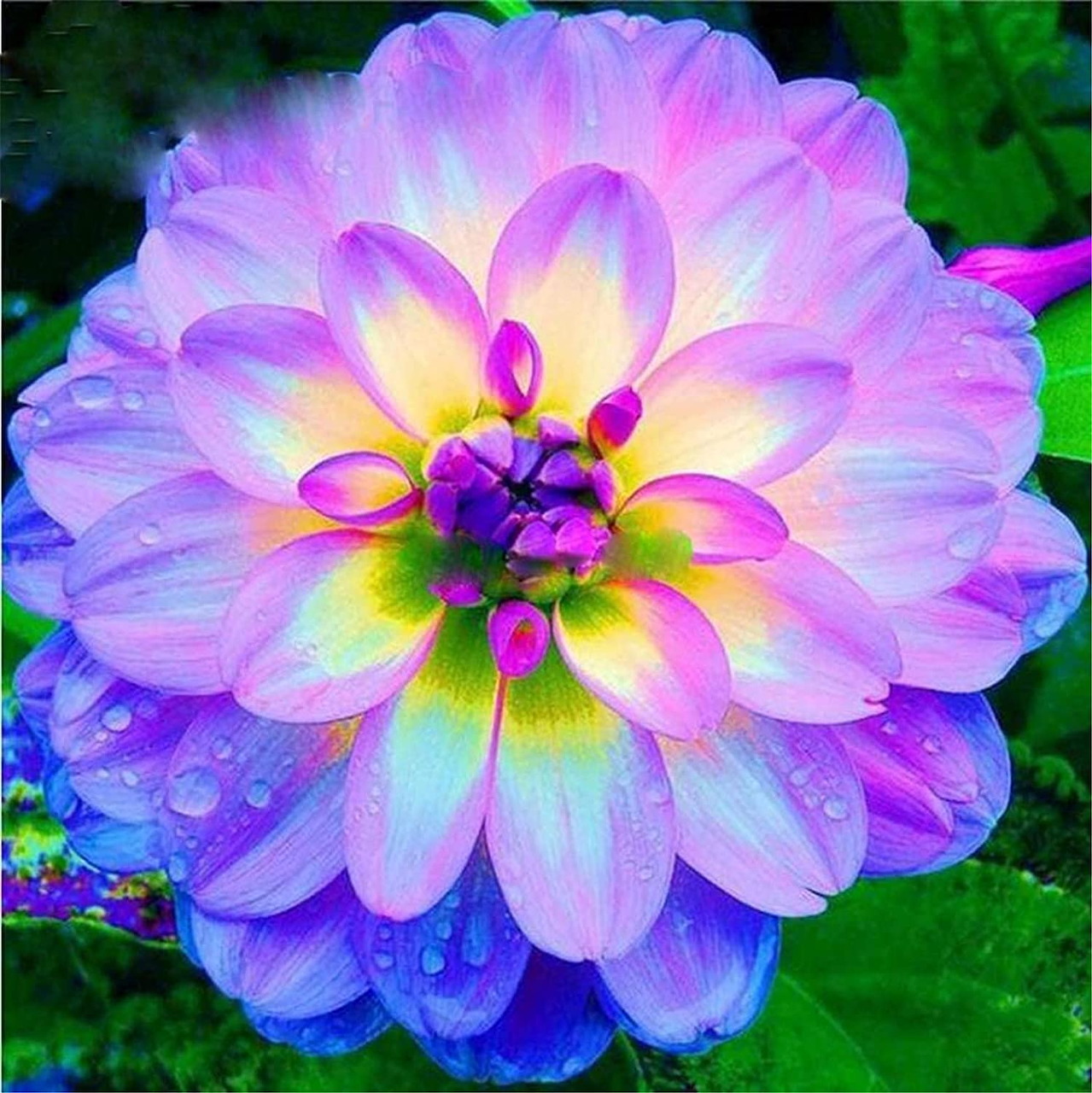 Dahlia Flower