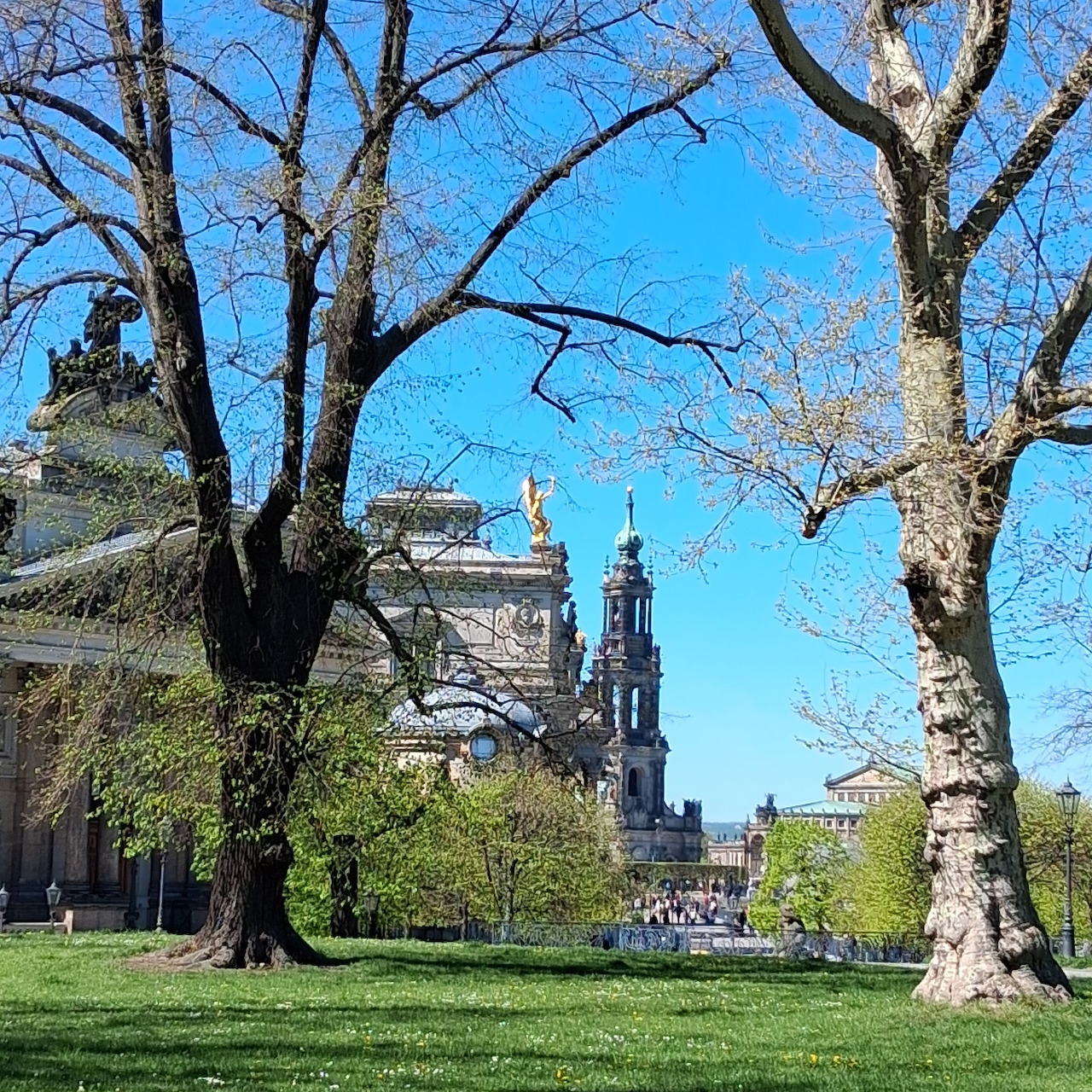 Historic Dresden buildings and church towers seen through bare trees in a sunny green park