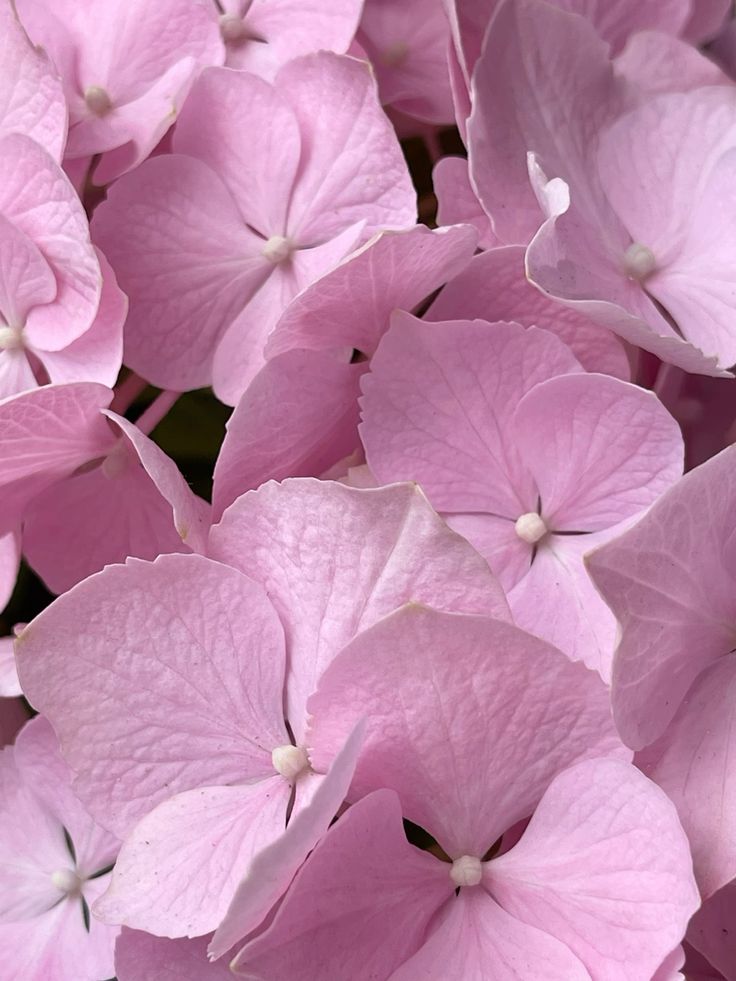 Close-up of soft pink hydrangea flowers with delicate petals and white centers