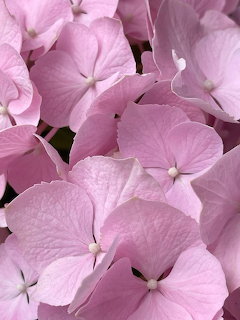 Pink Hydrangea Blooms