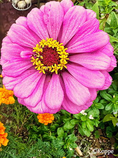 Pink cosmos flower with yellow center in garden