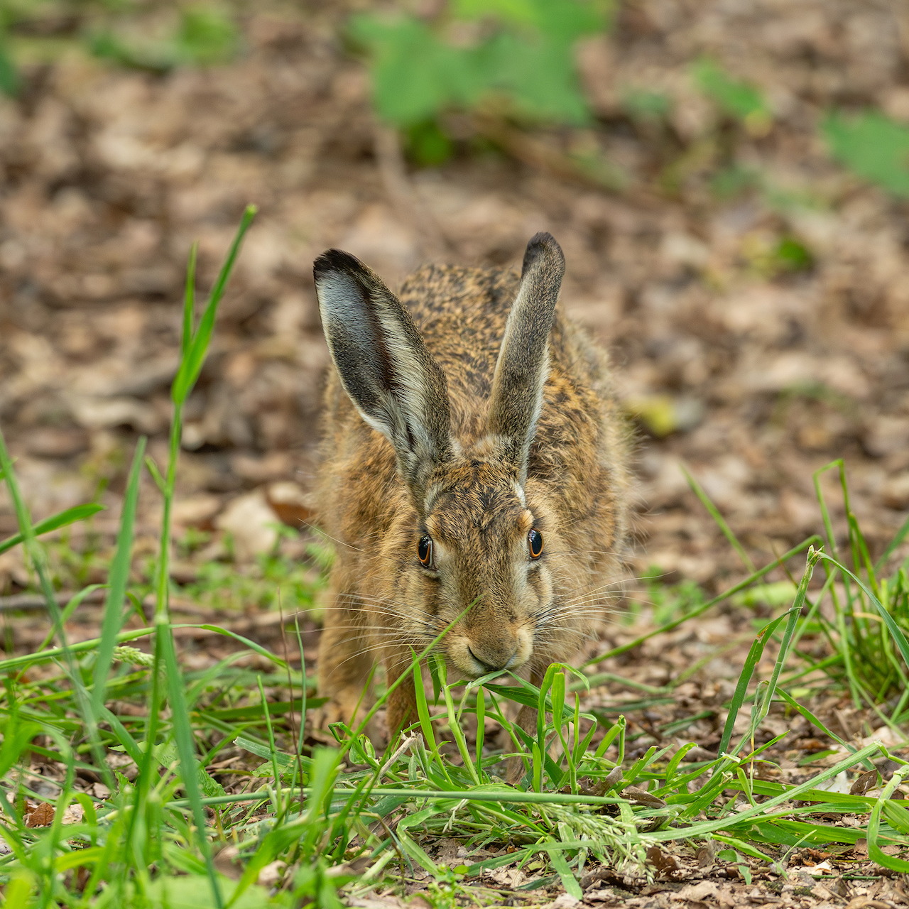 Brown hare eating green grass on a leafy forest floor