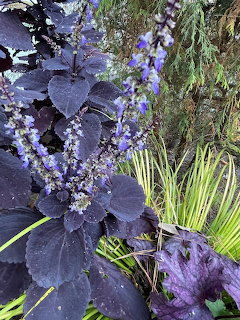 Purple foliage plants with violet flower spikes and bright green ornamental grass in a garden