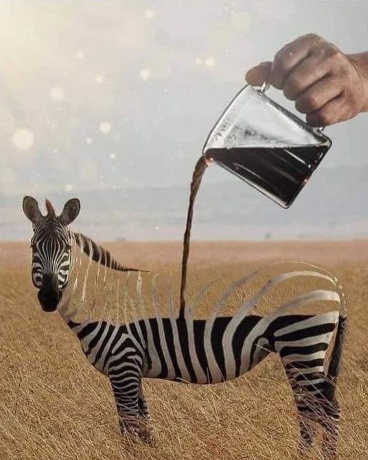 Surreal zebra in a grassy field with coffee being poured into its body from a glass carafe