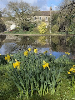 Cottage by Pond with Daffodils