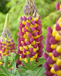 Close-up of purple and yellow lupine flower spikes with green leaves