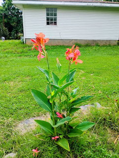 Red canna lily flowers with green leaves growing in a grassy yard near a white house