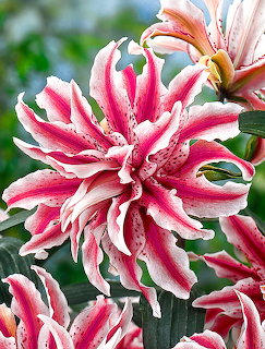 Close-up of pink and white striped dahlia flowers with pointed petals
