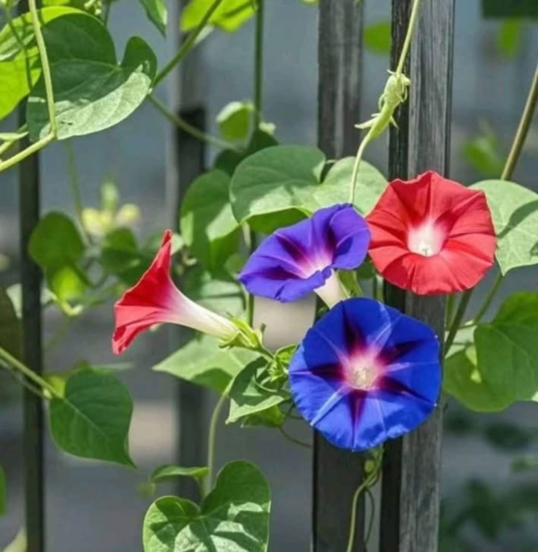 Red, blue, and purple morning glory flowers on green vines climbing a metal fence