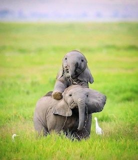 Two young elephants playing together in a grassy field, one climbing on top of the other