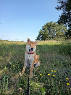 Shiba Inu in Field