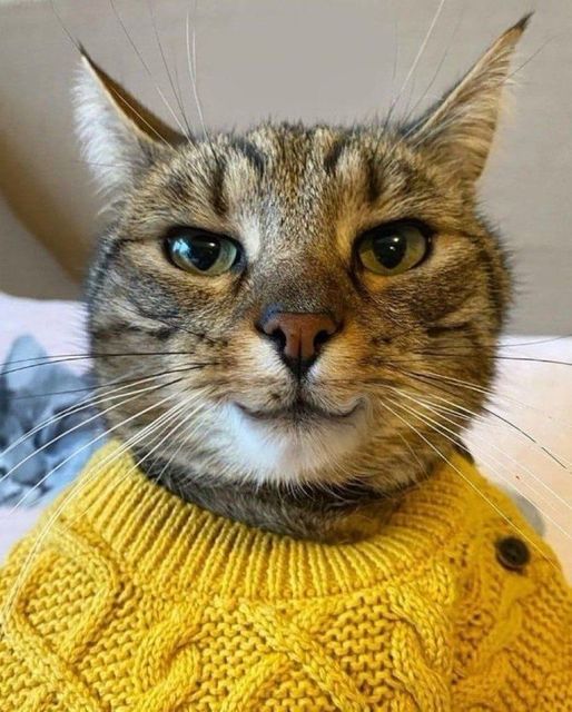 Cat in Yellow Sweater