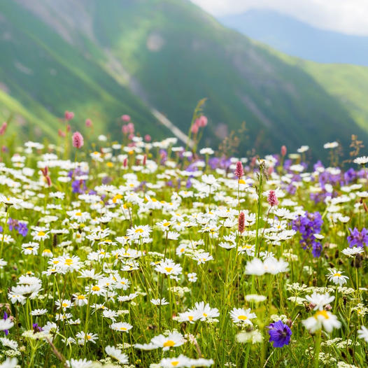 White daisies and purple wildflowers in mountain meadow with rolling green hills in background