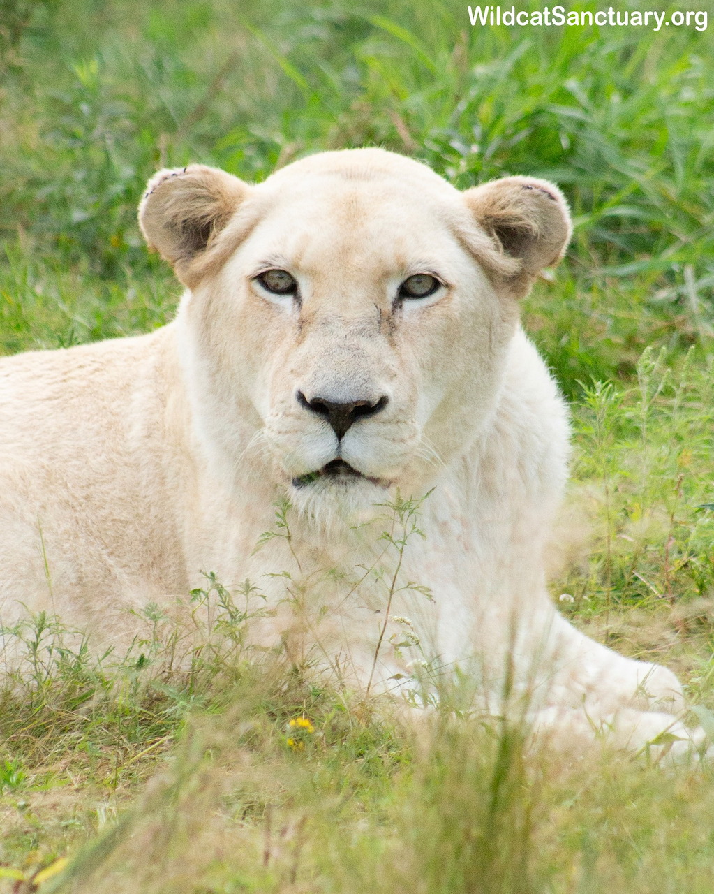 White lioness resting in green grass, looking directly at camera