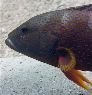 Close-up of a spotted reef fish with blue-purple markings and yellow fins underwater