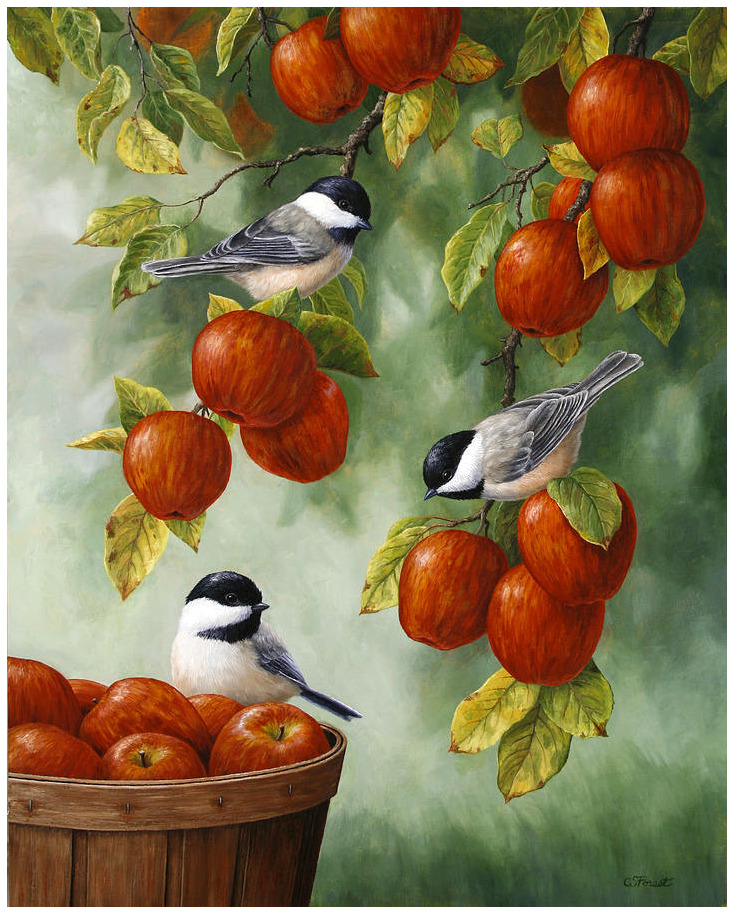 Painting of three chickadees among red apples and green leaves, with a bucket of apples at the bottom