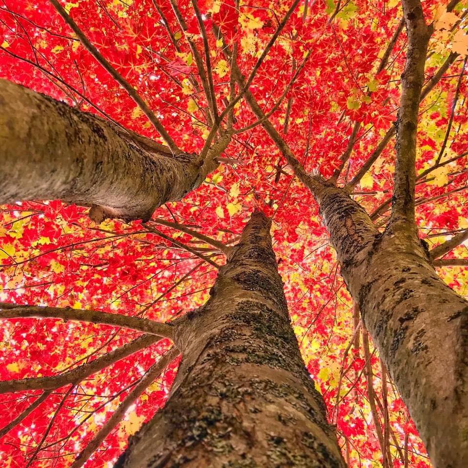 Looking up at autumn trees with brilliant red and orange foliage against sky