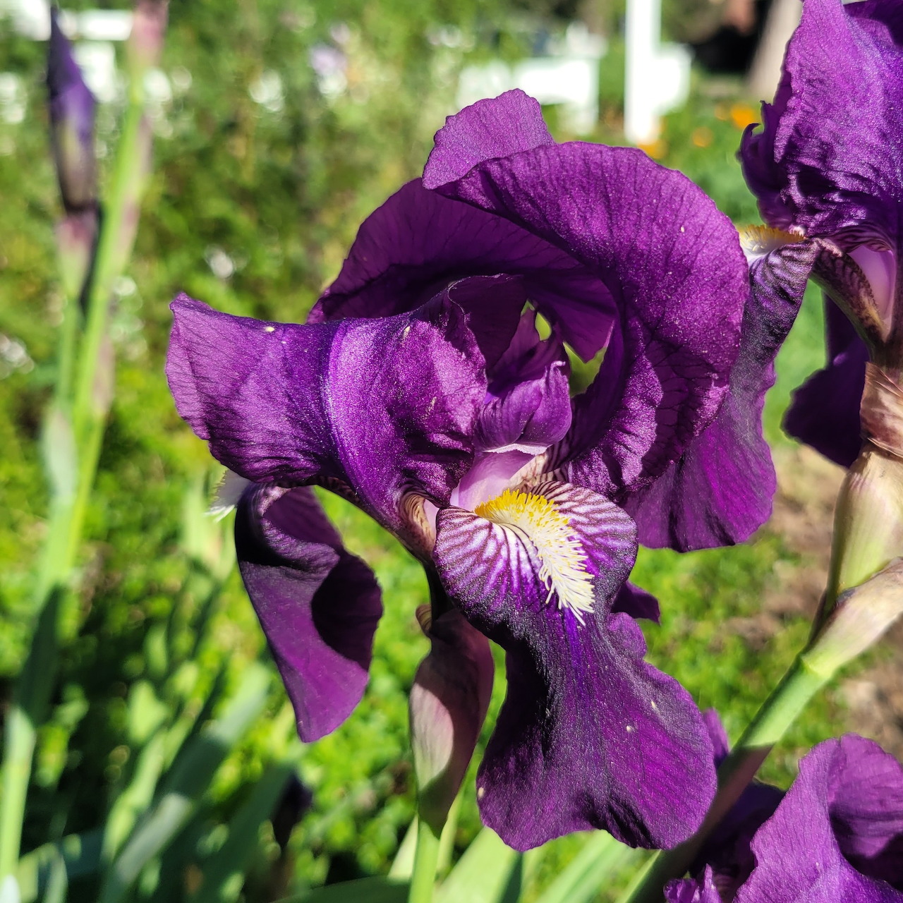Purple Iris Flower