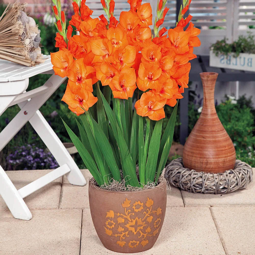 Orange Gladiolus Flowers