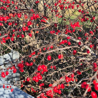 Close-up of bright red berries on tangled bare branches outdoors