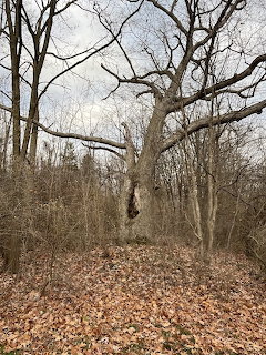 Bare tree with a large hole in the trunk in a leafless forest with fallen leaves on the ground