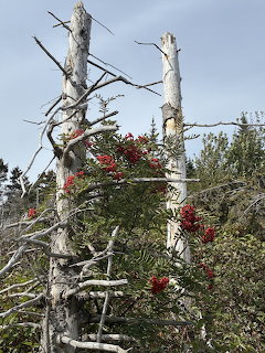 Dead trees covered with red berries and green vegetation against a blue sky