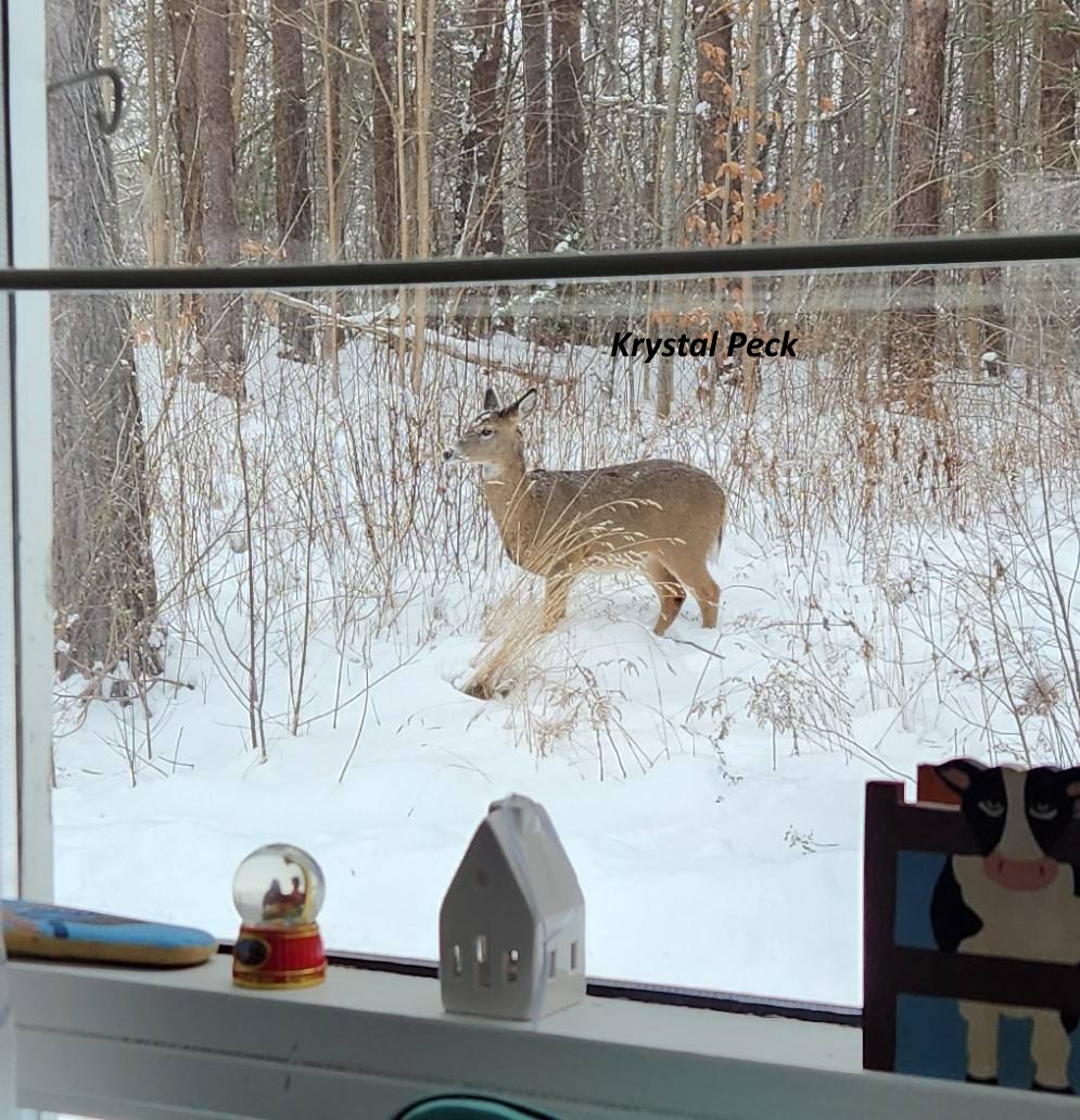 Deer standing in snowy forest seen through window with decorative items on sill