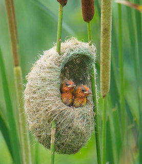 Two baby birds inside a woven hanging nest among green reeds and cattails