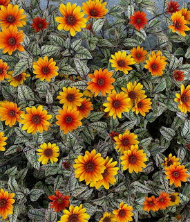 Dense cluster of bright yellow and orange oxeye daisy flowers with dark red centers over green leaves