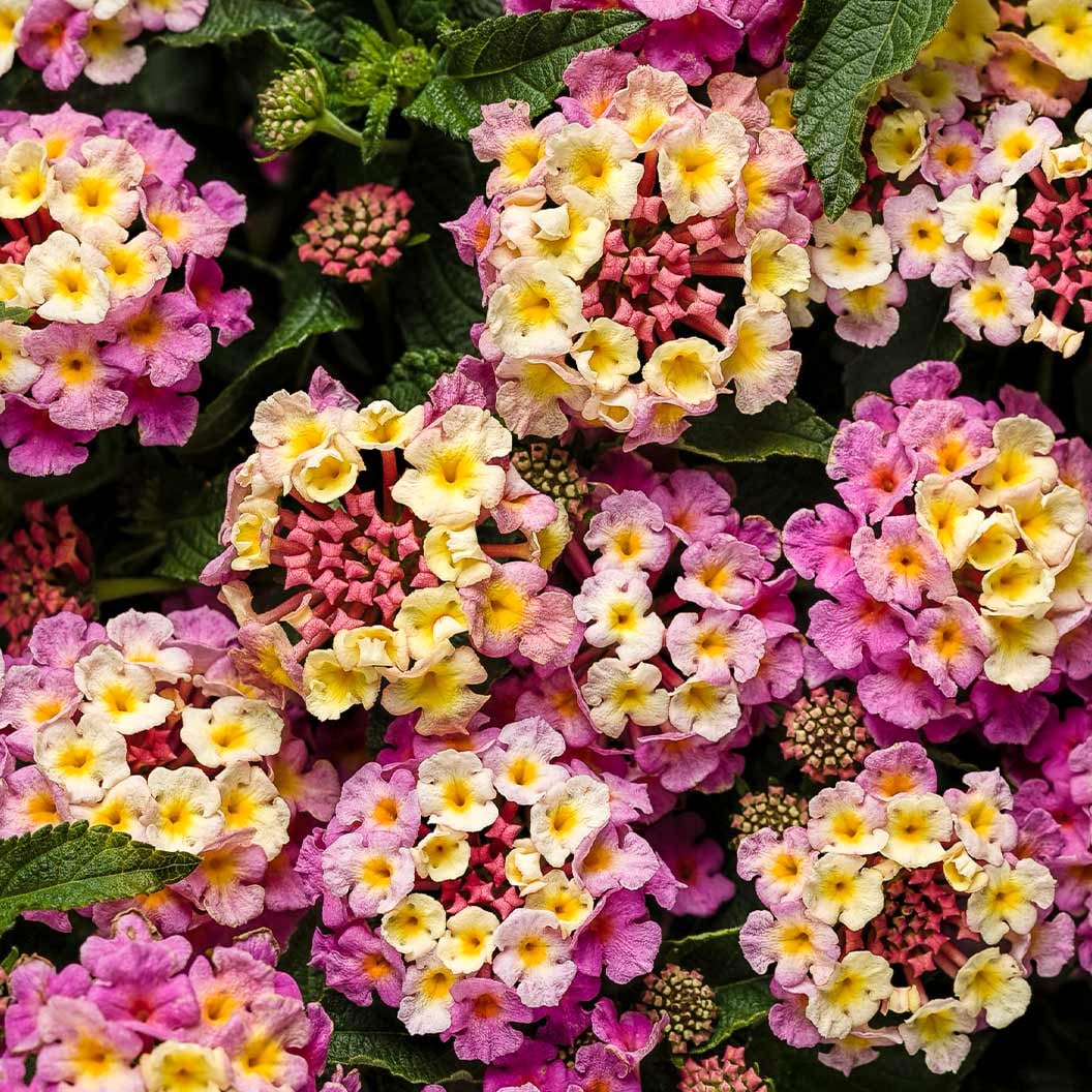 Colorful lantana flower clusters in pink, yellow and white with green leaves