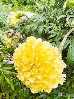 Close-up of a large yellow marigold flower with ruffled petals surrounded by green leaves