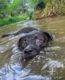 Black Labrador Swimming in Creek