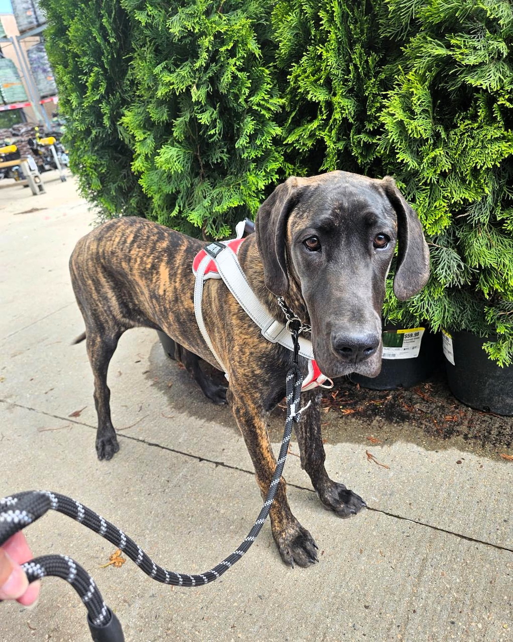 Brindle Great Dane in a harness standing on a sidewalk beside green bushes